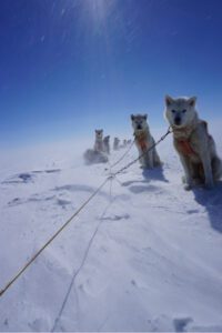 A group of huskies standing in the Greenland snow.