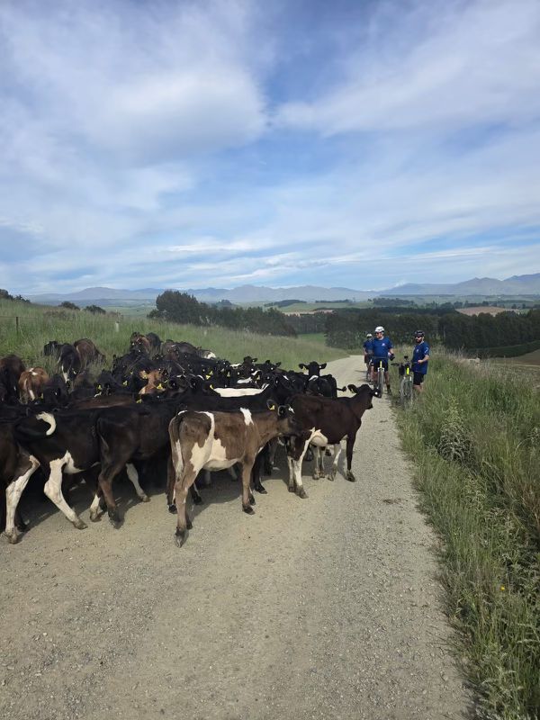 Biking past a group of cows