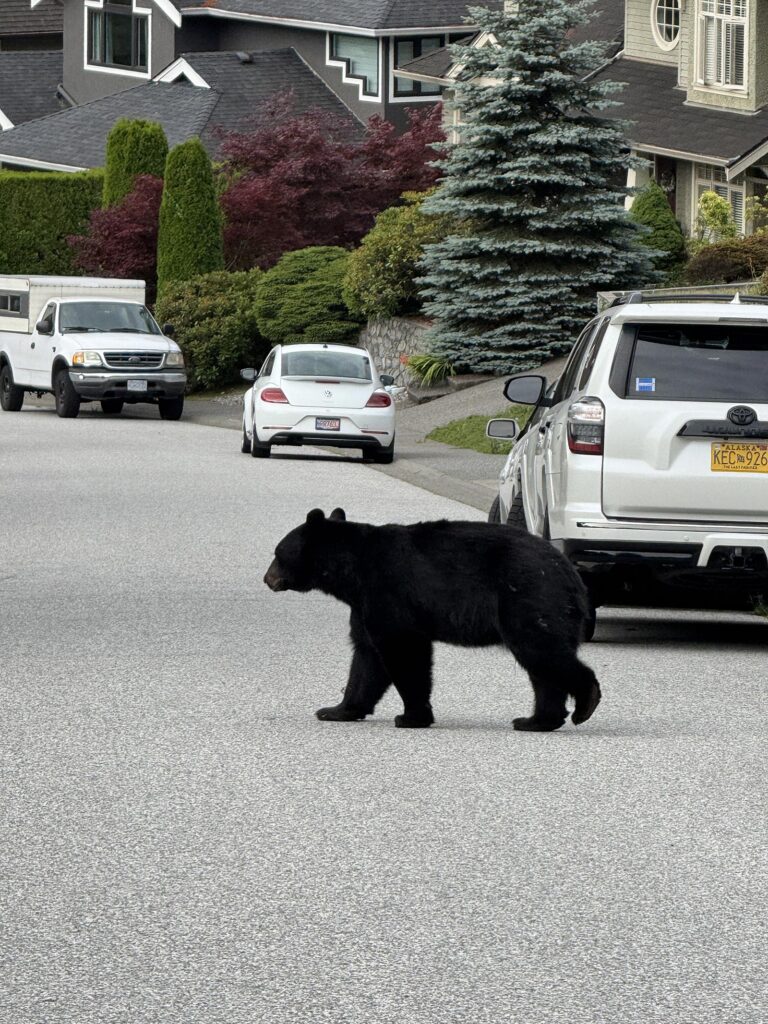 A black bear walks across a suburban street lined with parked cars and houses during daytime.
