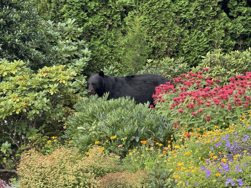 A black bear stands among lush greenery in a vibrant garden. Surrounding it are colorful flowers in shades of red, yellow, and purple, evoking a peaceful scene.