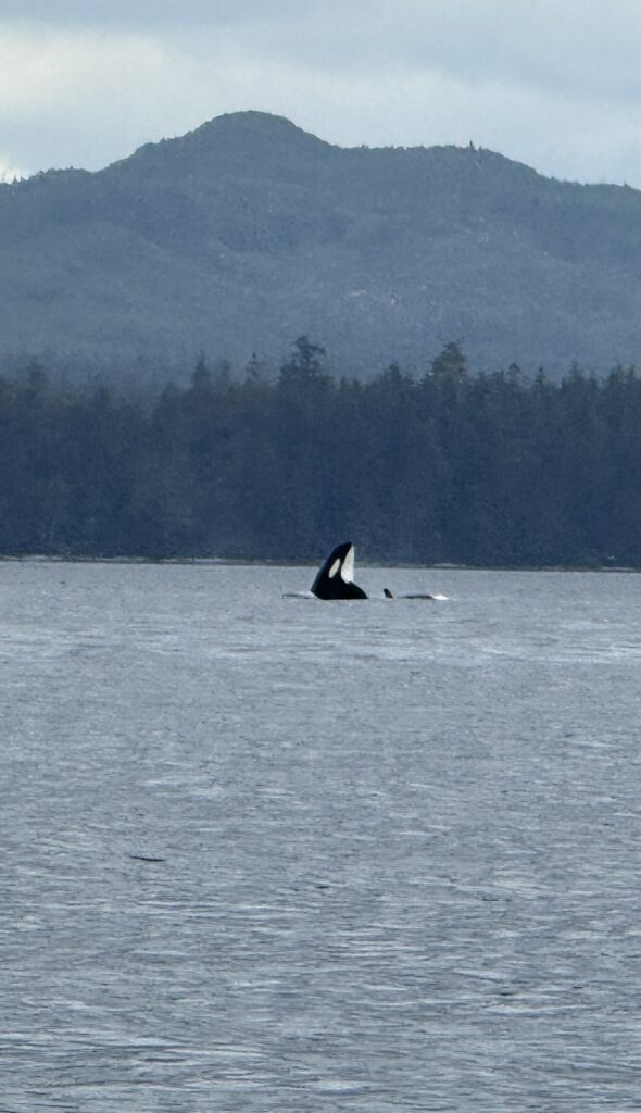 Orca surfacing in calm coastal waters with a forested shoreline and misty mountain landscape in the background.