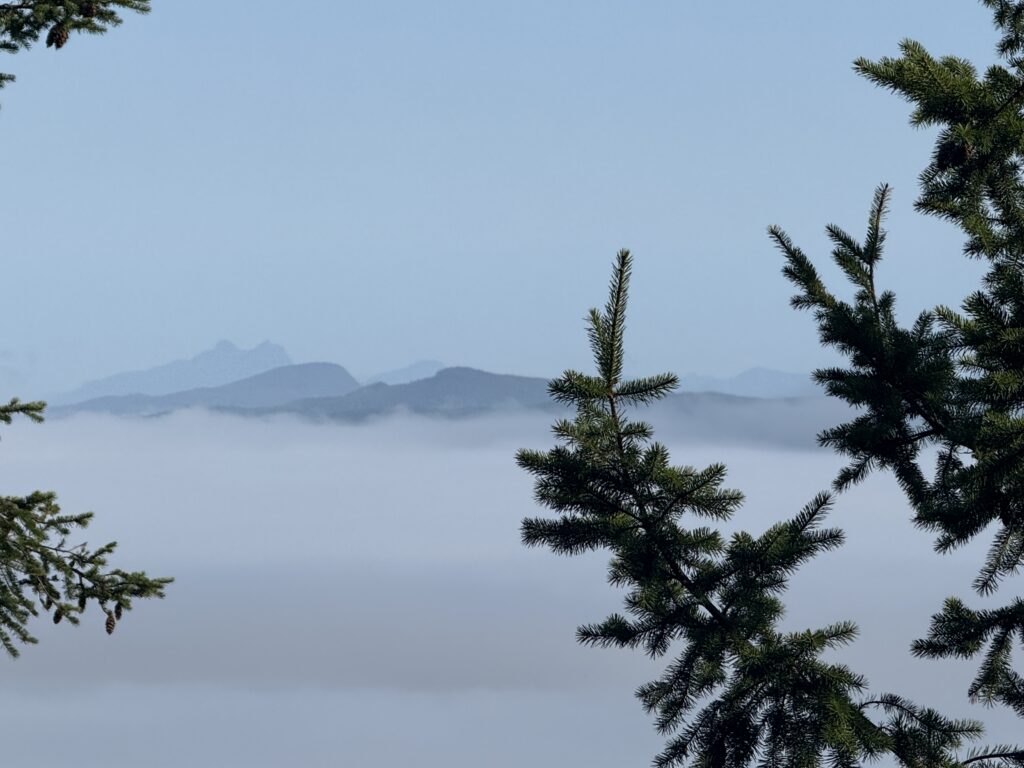 Mountain peaks rising above a layer of low clouds, framed by evergreen tree branches.
