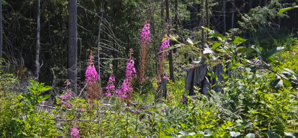 Tall pink wildflowers growing in a sunlit forest clearing, surrounded by green vegetation and tree stumps.