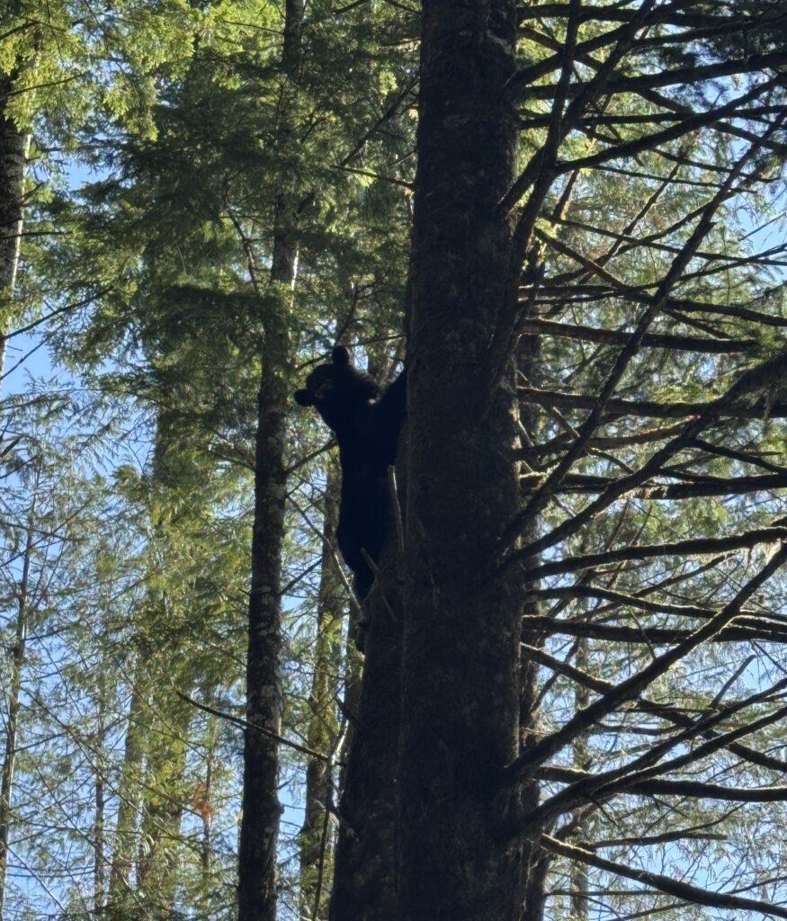 Black bear partway up a tree trunk, viewed among tall evergreen trees with sunlight filtering through the forest canopy.