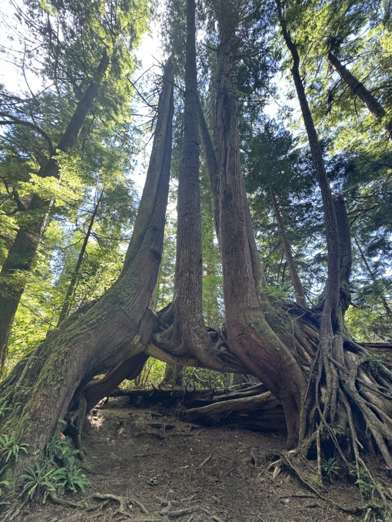 Large old-growth trees with exposed roots and moss-covered trunks forming a natural arch in a dense coastal rainforest.